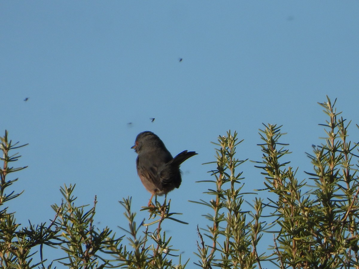 Dartford Warbler - ML647075703