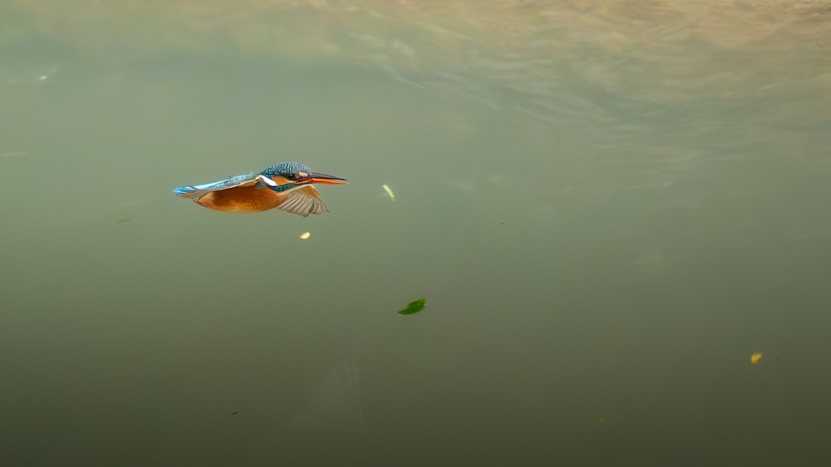 Common Kingfisher - ML647075704