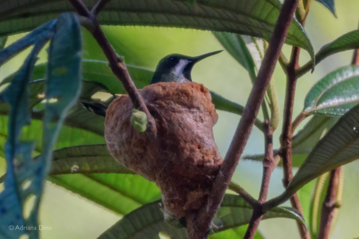 Racket-tipped Thorntail - ML647075706