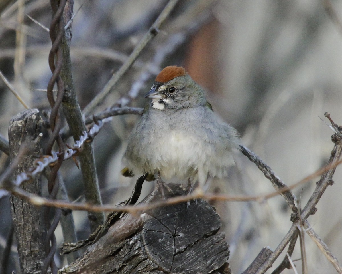 Green-tailed Towhee - ML647075707