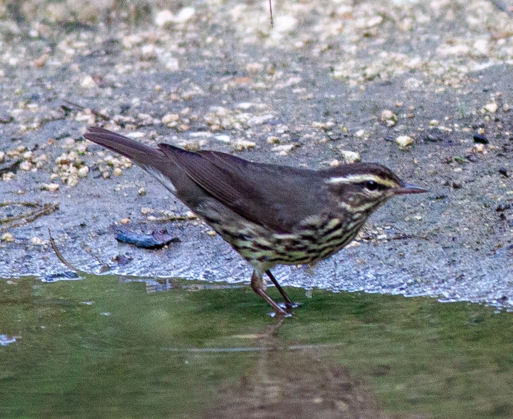 Northern Waterthrush - ML647075709