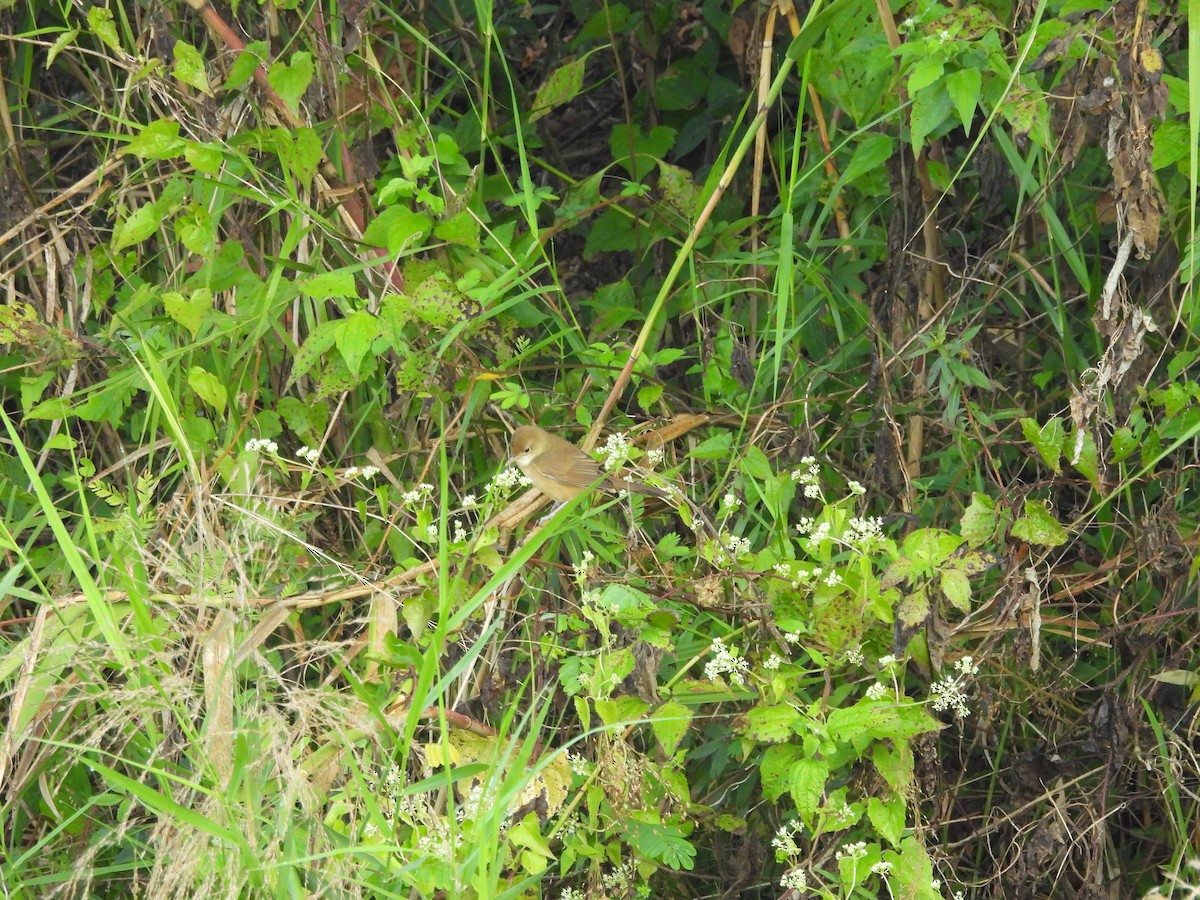 Clamorous Reed Warbler - ML647075710