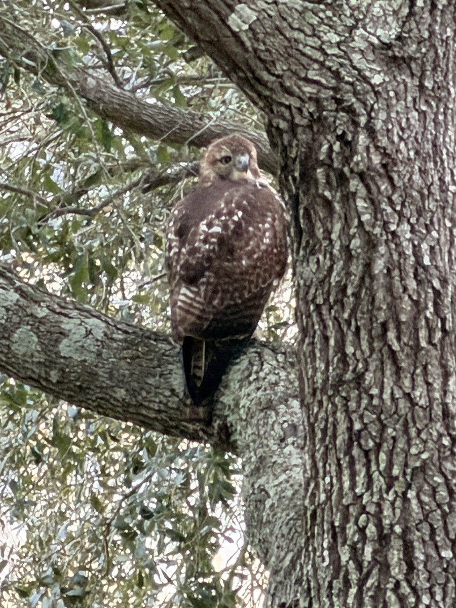 Red-tailed Hawk - ML647075711