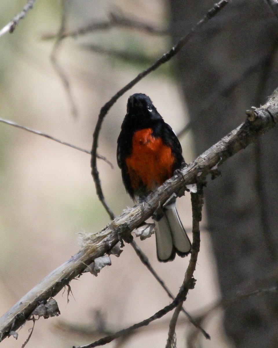 Painted Redstart - ML647075712