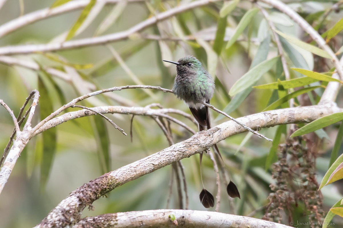 White-booted Racket-tail - ML647075713