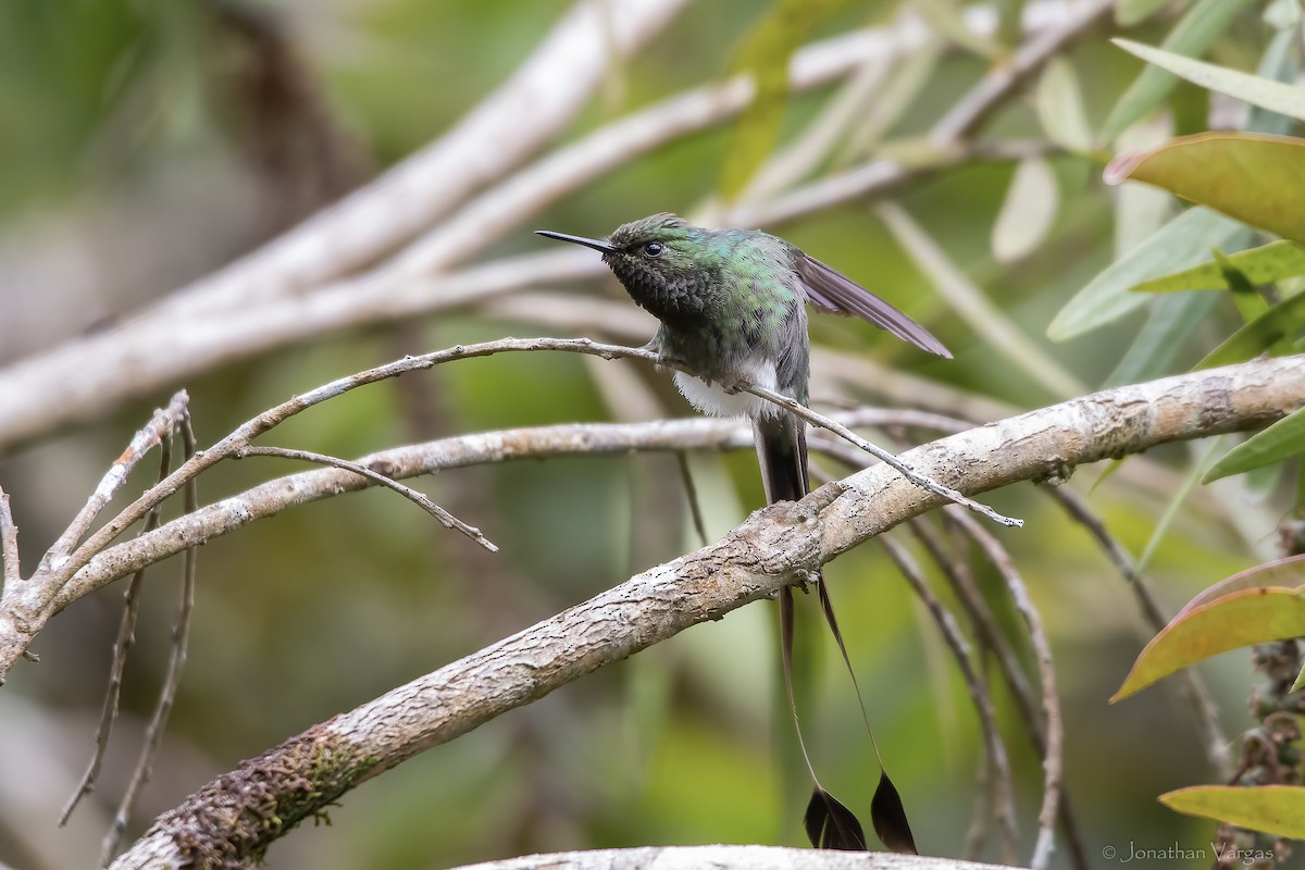 White-booted Racket-tail - ML647075714