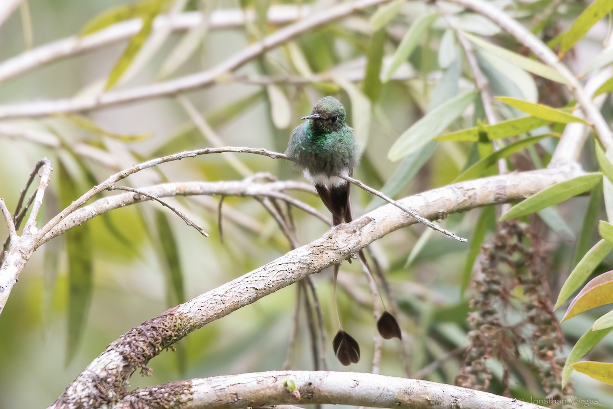 White-booted Racket-tail - ML647075715