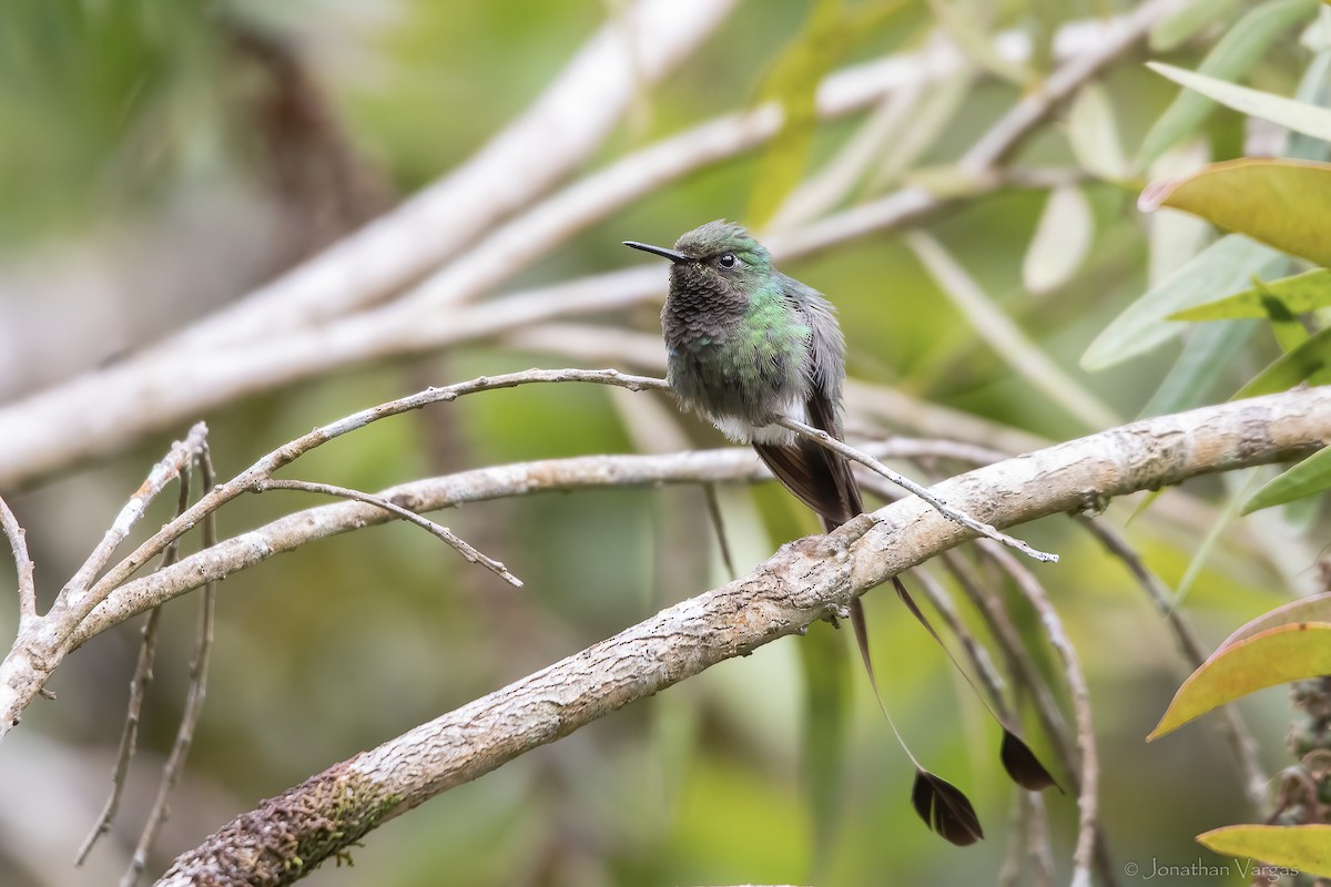 White-booted Racket-tail - ML647075716