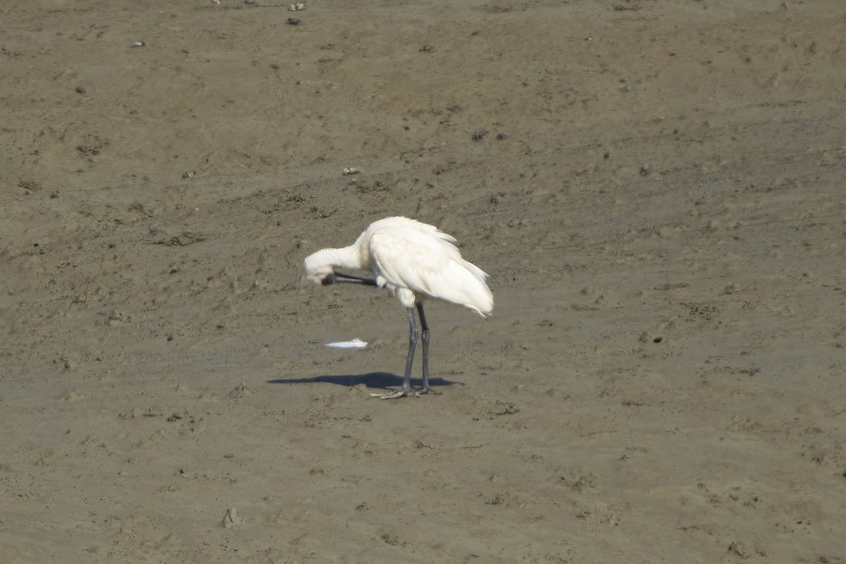Black-faced Spoonbill - ML647075724