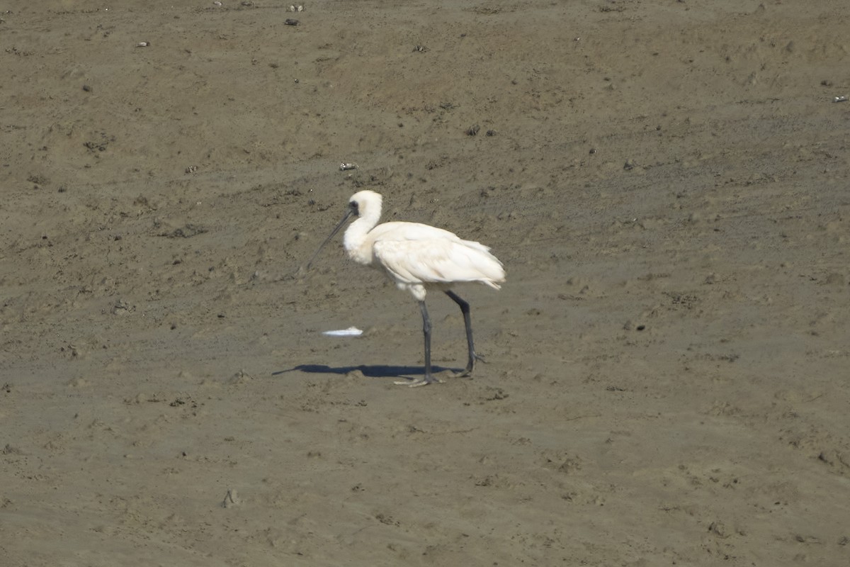 Black-faced Spoonbill - ML647075725