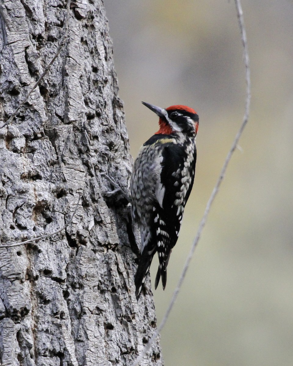 Red-naped Sapsucker - ML647075726