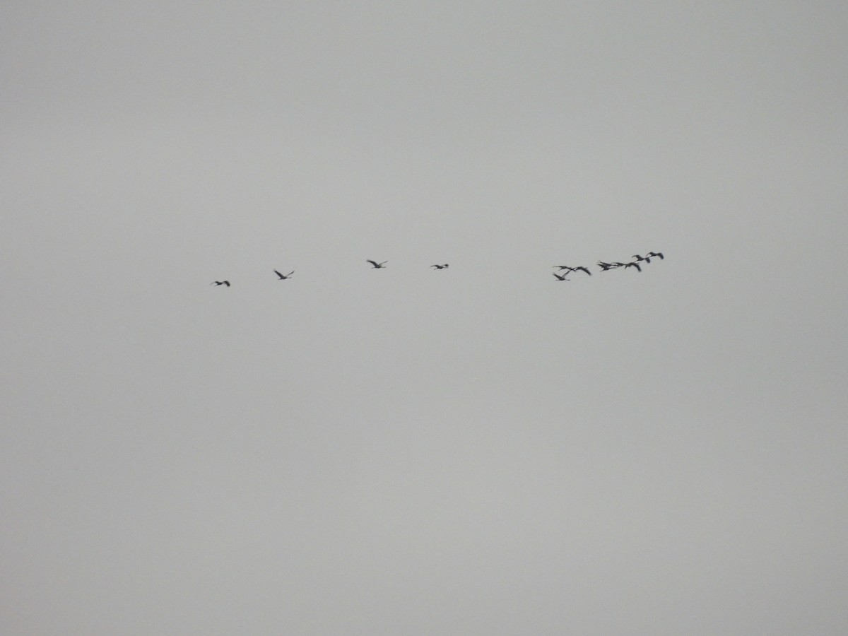 עגור אפור - ML647075728