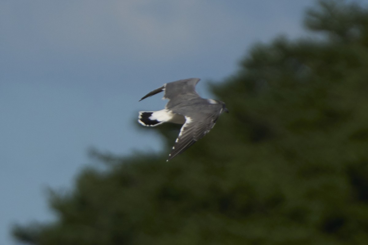 Black-tailed Gull - ML647075729