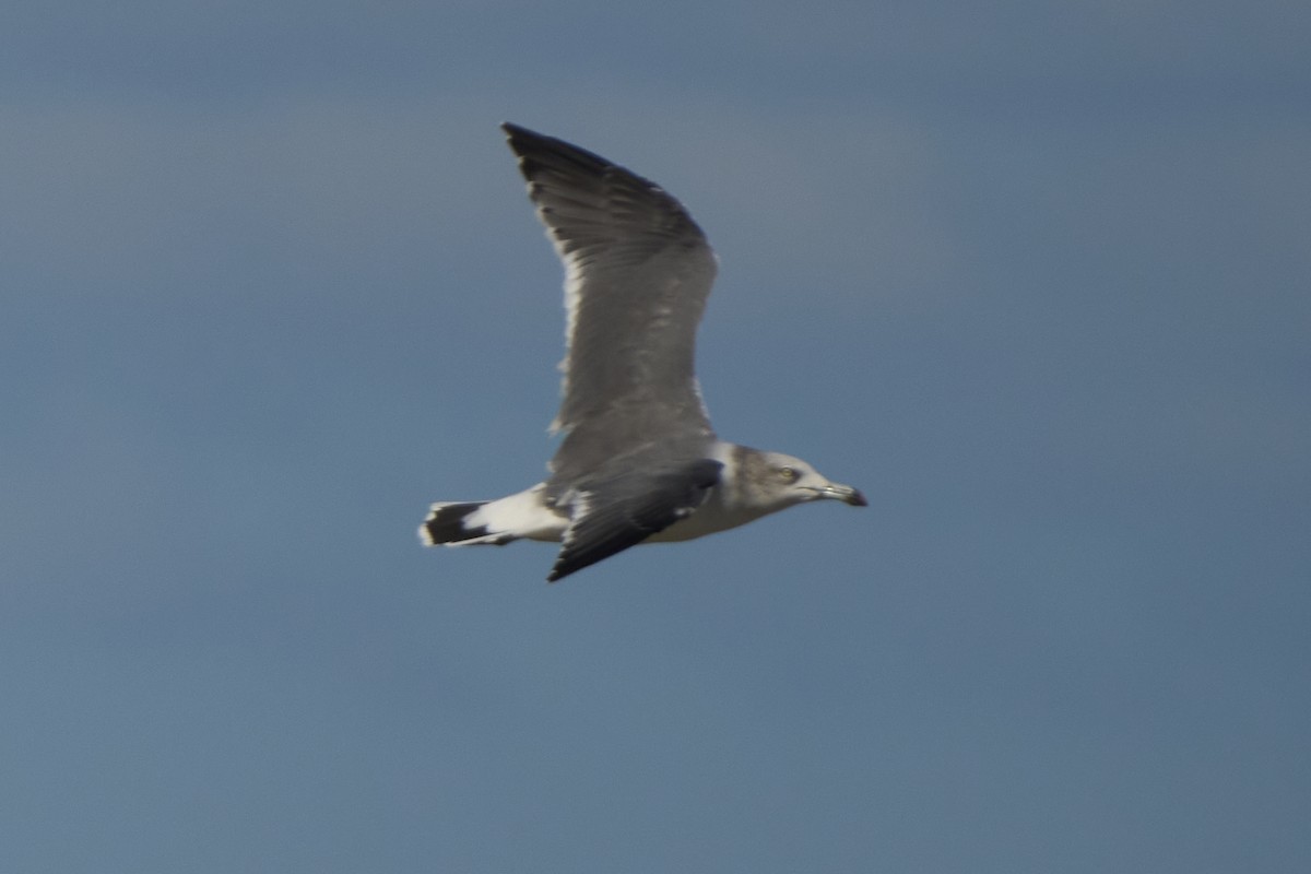 Black-tailed Gull - ML647075730
