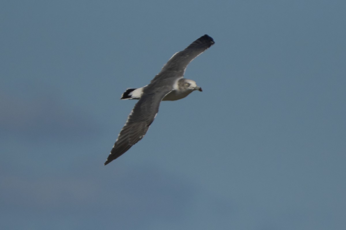 Black-tailed Gull - ML647075731