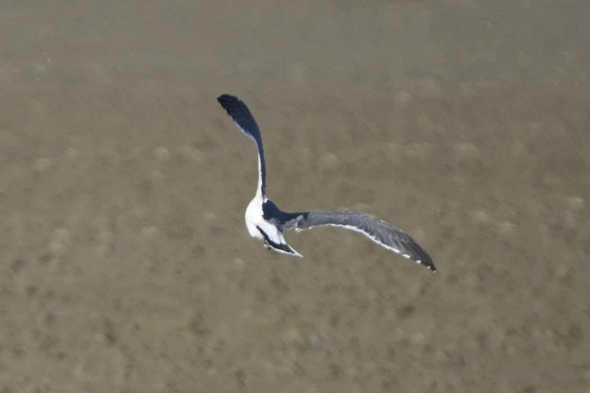 Black-tailed Gull - ML647075732