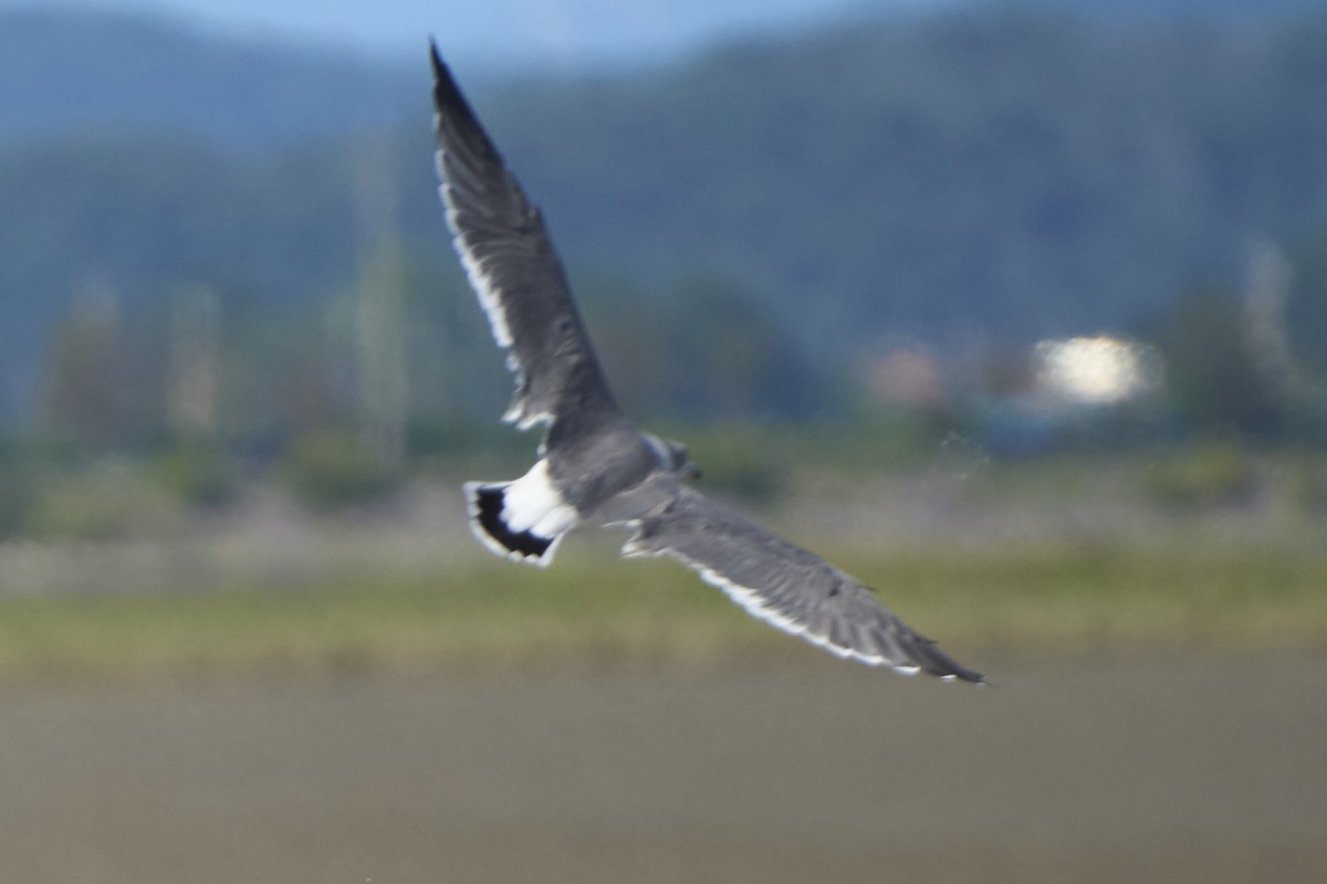 Black-tailed Gull - ML647075733