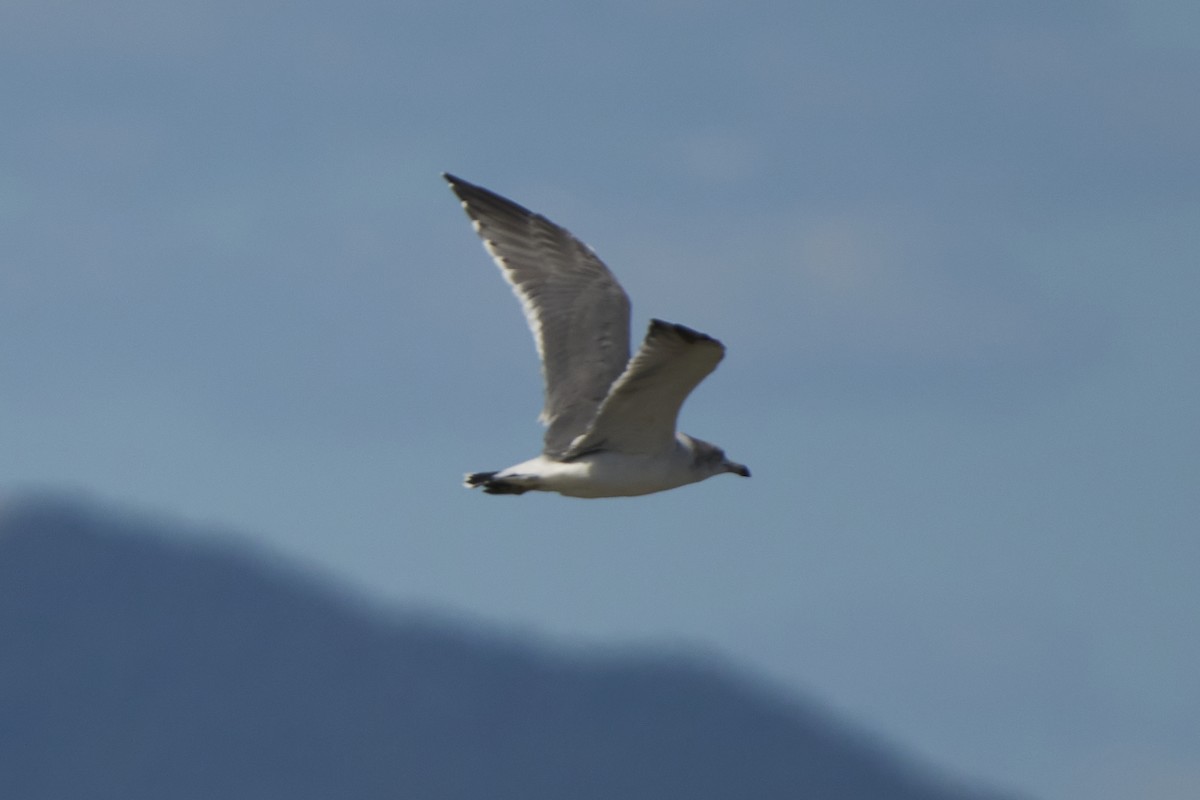 Black-tailed Gull - ML647075734