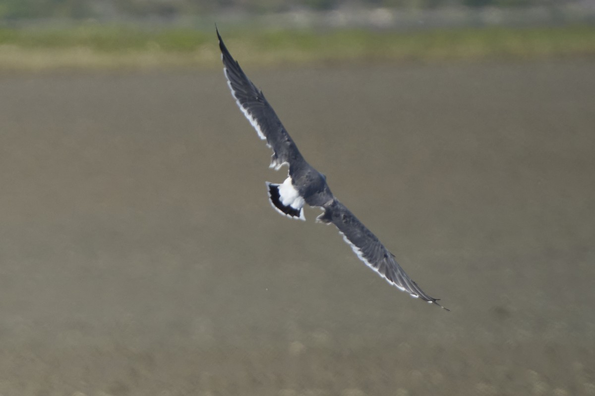Black-tailed Gull - ML647075736