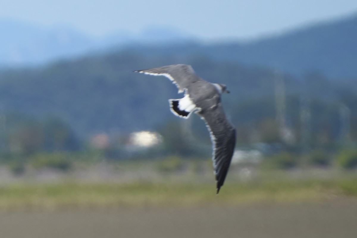 Black-tailed Gull - ML647075737