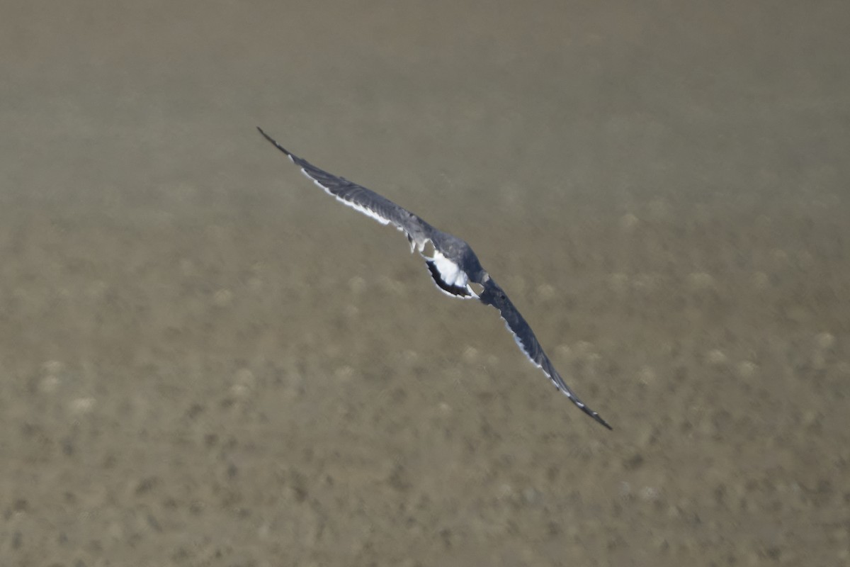 Black-tailed Gull - ML647075738