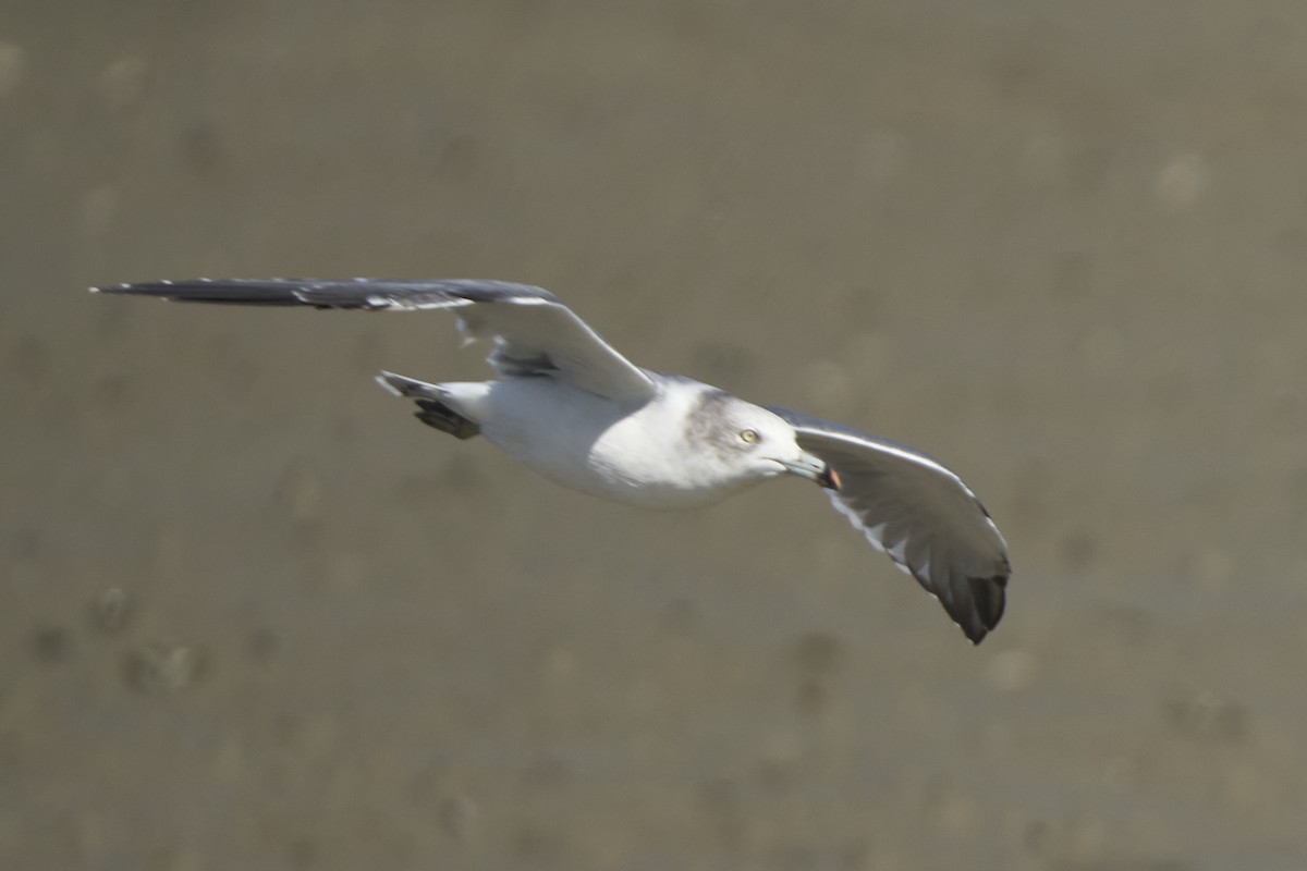 Black-tailed Gull - ML647075739