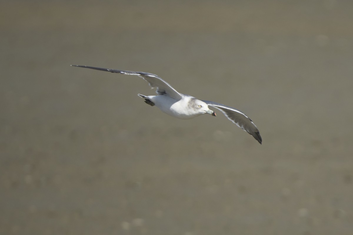 Black-tailed Gull - ML647075740