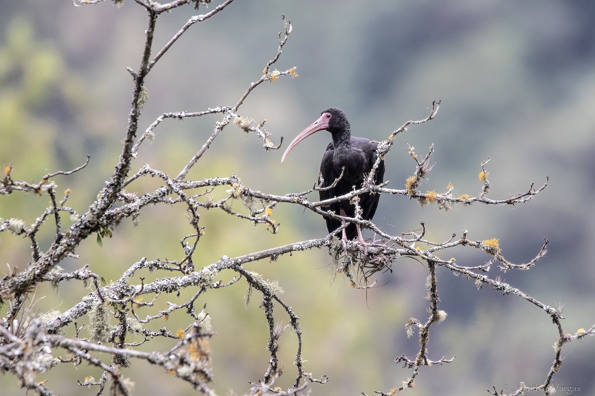 Bare-faced Ibis - ML647075741