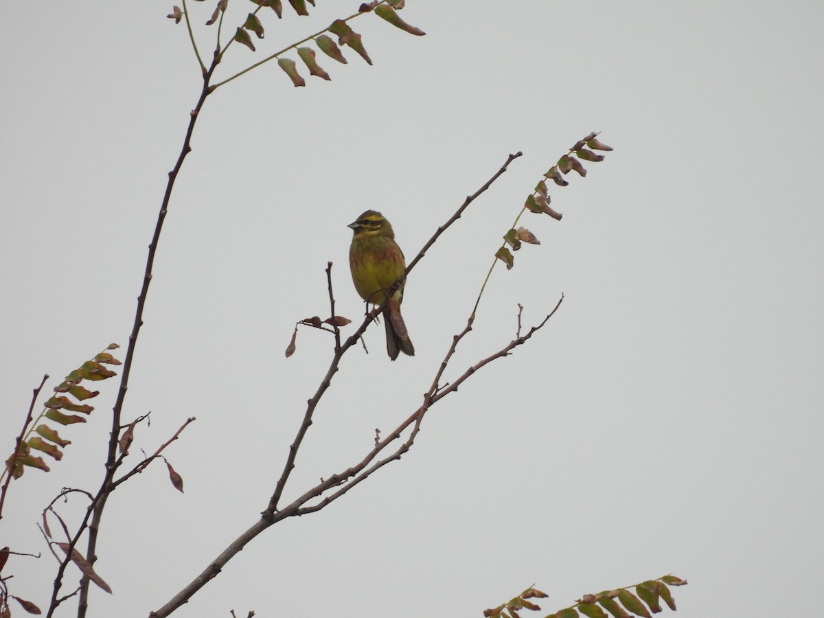 גיבתון משוכות - ML647075742