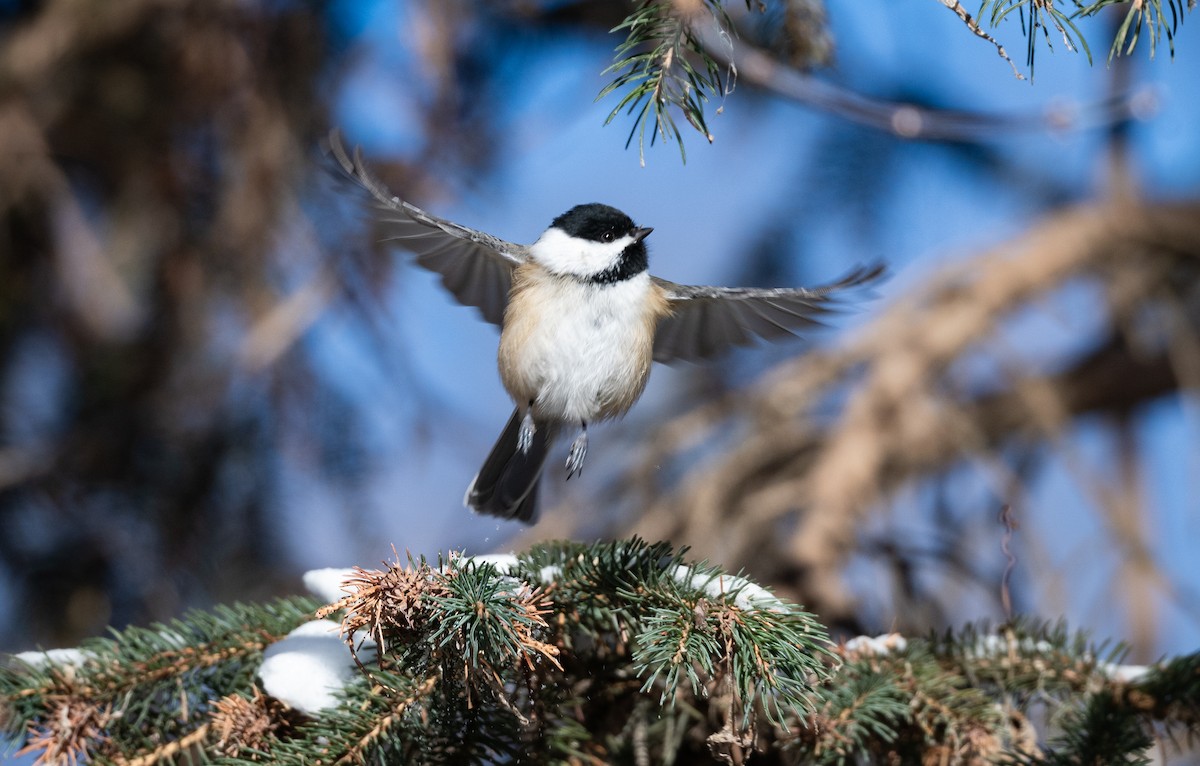Black-capped Chickadee - ML647075744