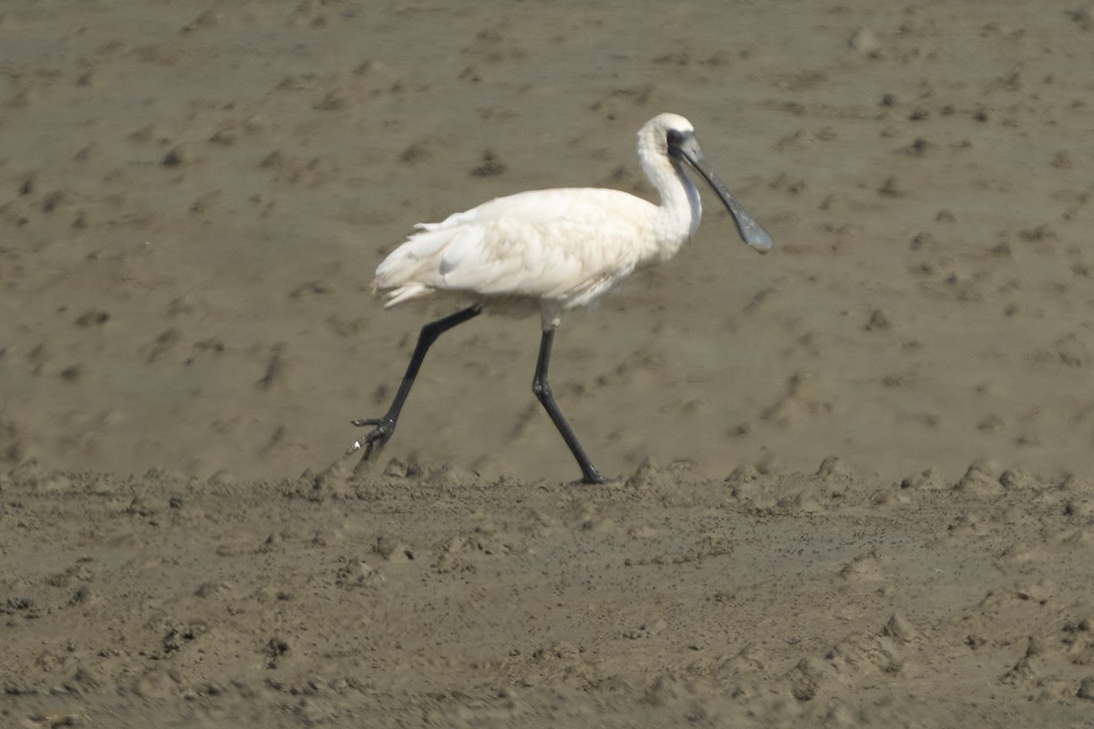 Black-faced Spoonbill - ML647075745