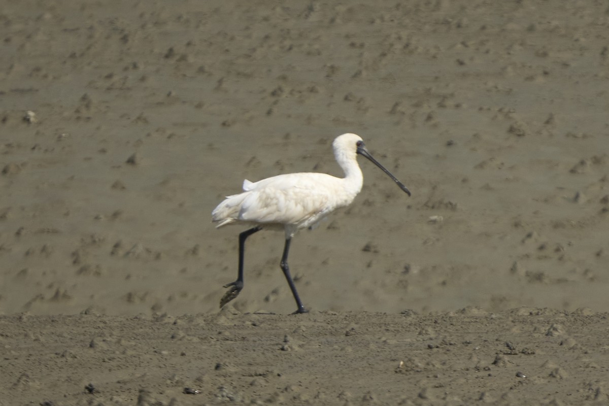 Black-faced Spoonbill - ML647075746