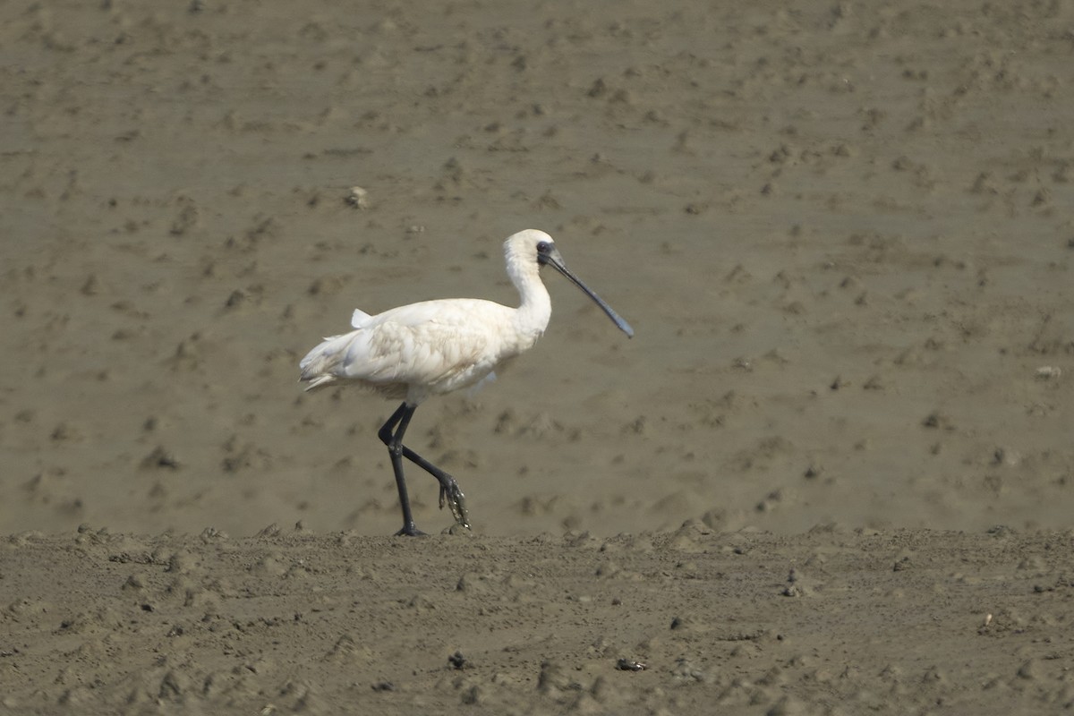 Black-faced Spoonbill - ML647075747