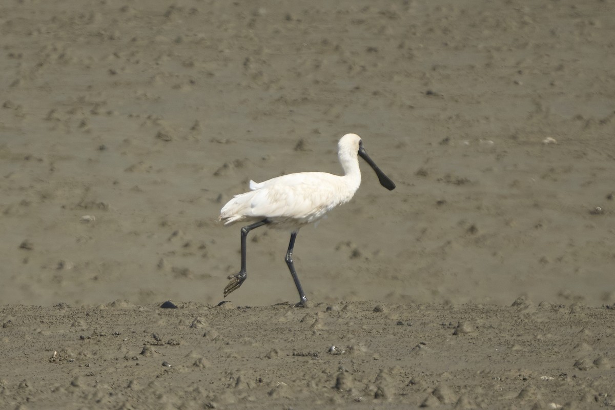 Black-faced Spoonbill - ML647075748