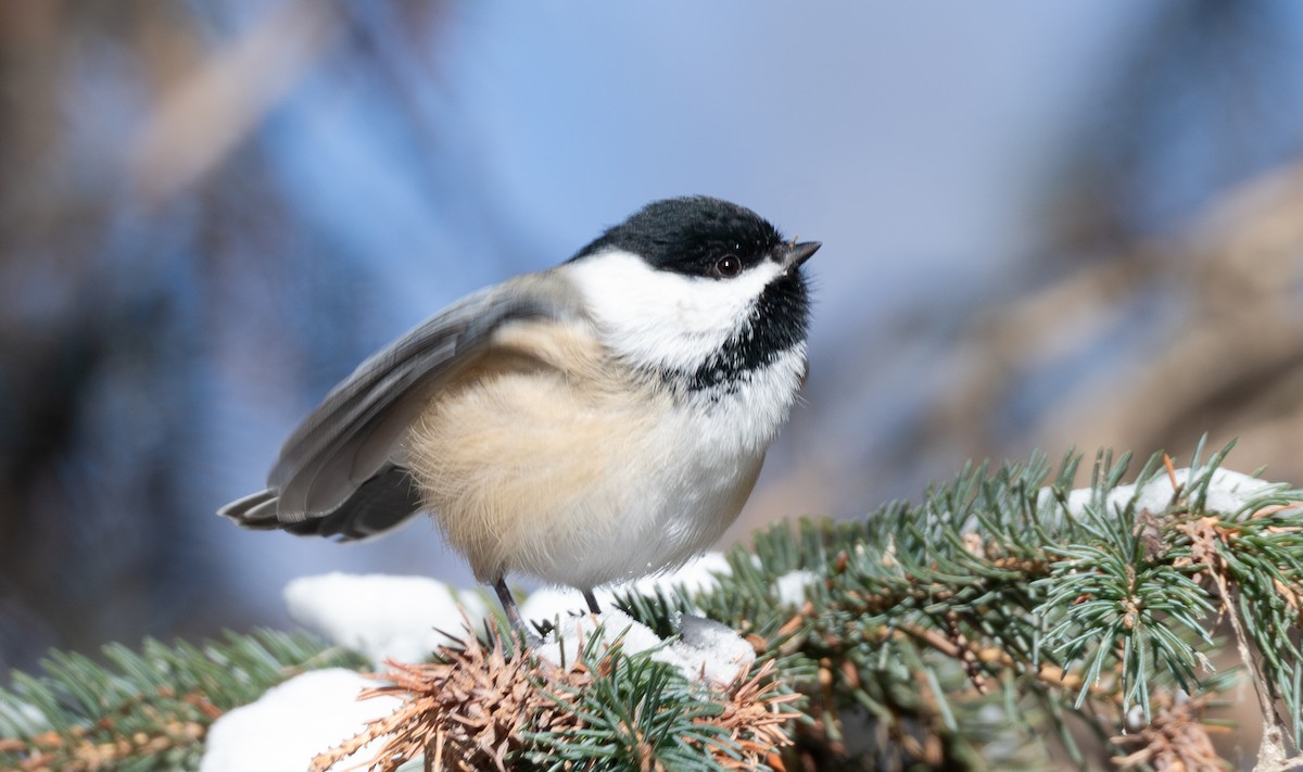 Black-capped Chickadee - ML647075750