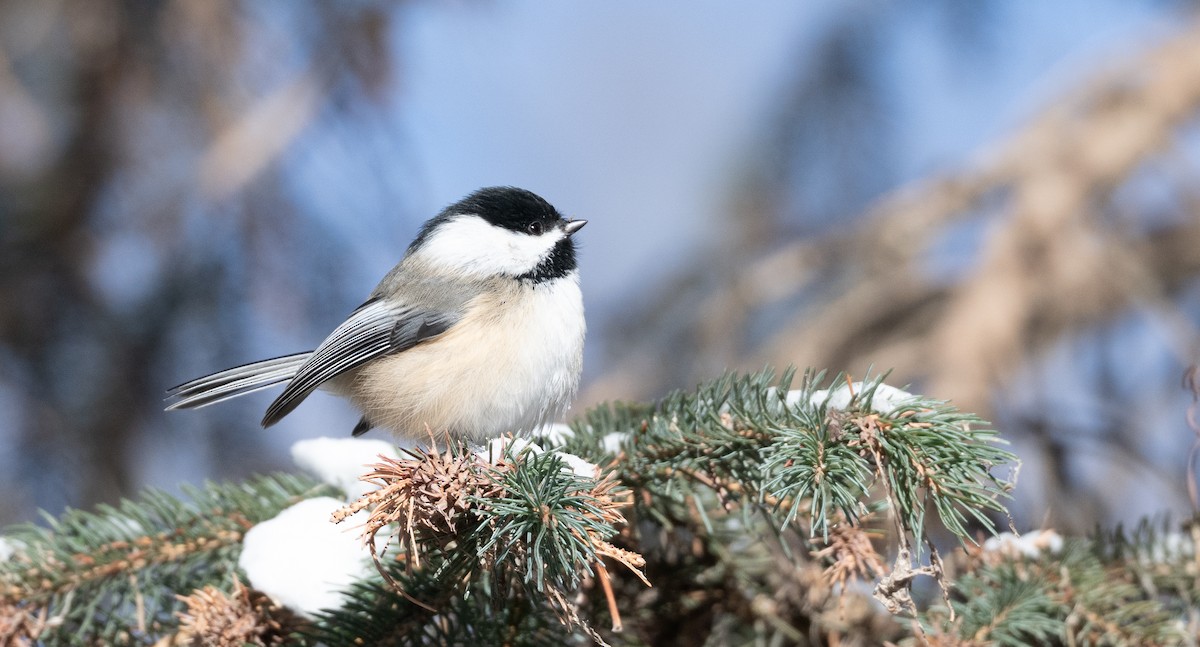 Black-capped Chickadee - ML647075753