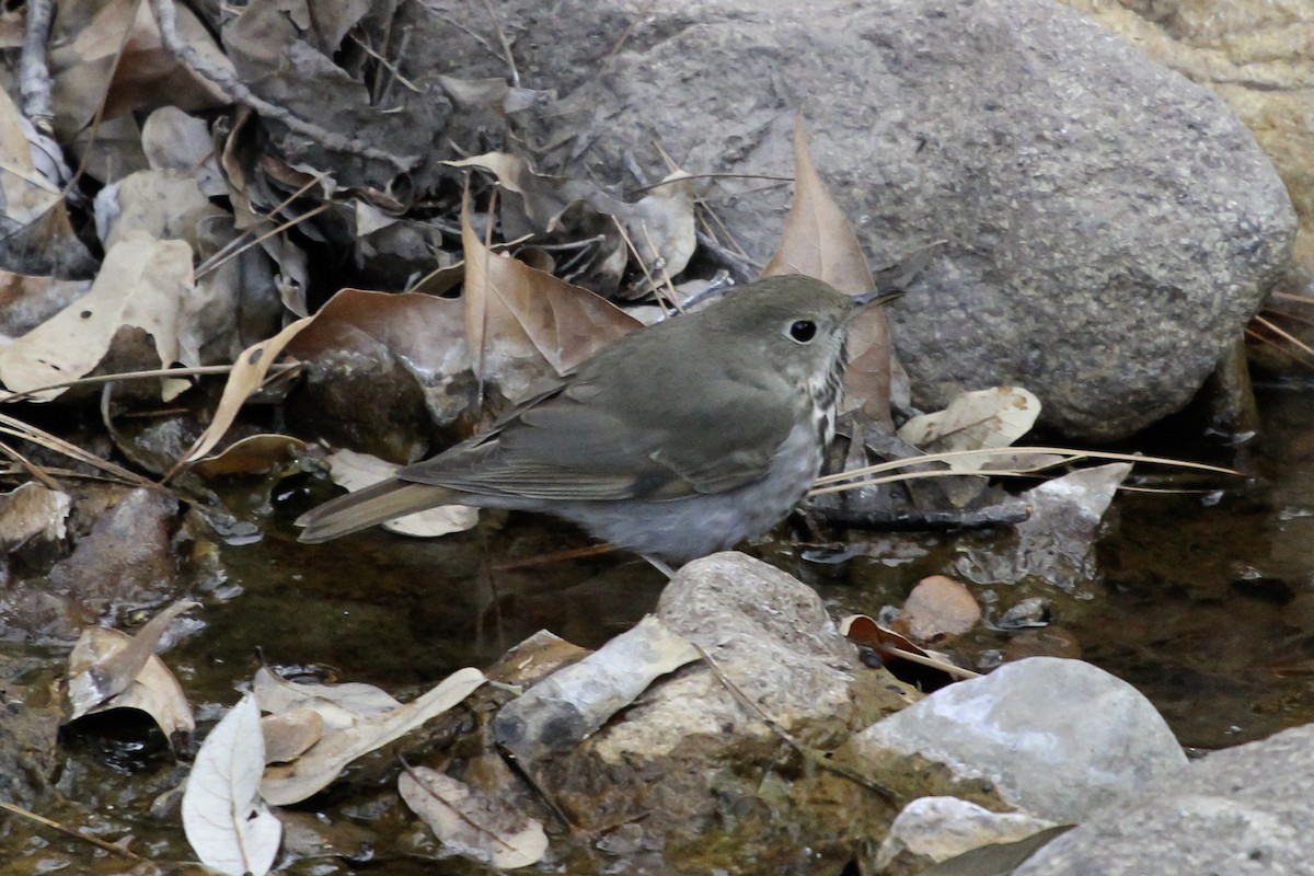 קיכלי חלוד-זנב - ML647075755