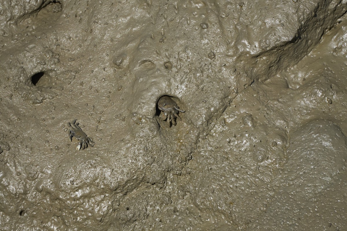 Animals - ML647075759