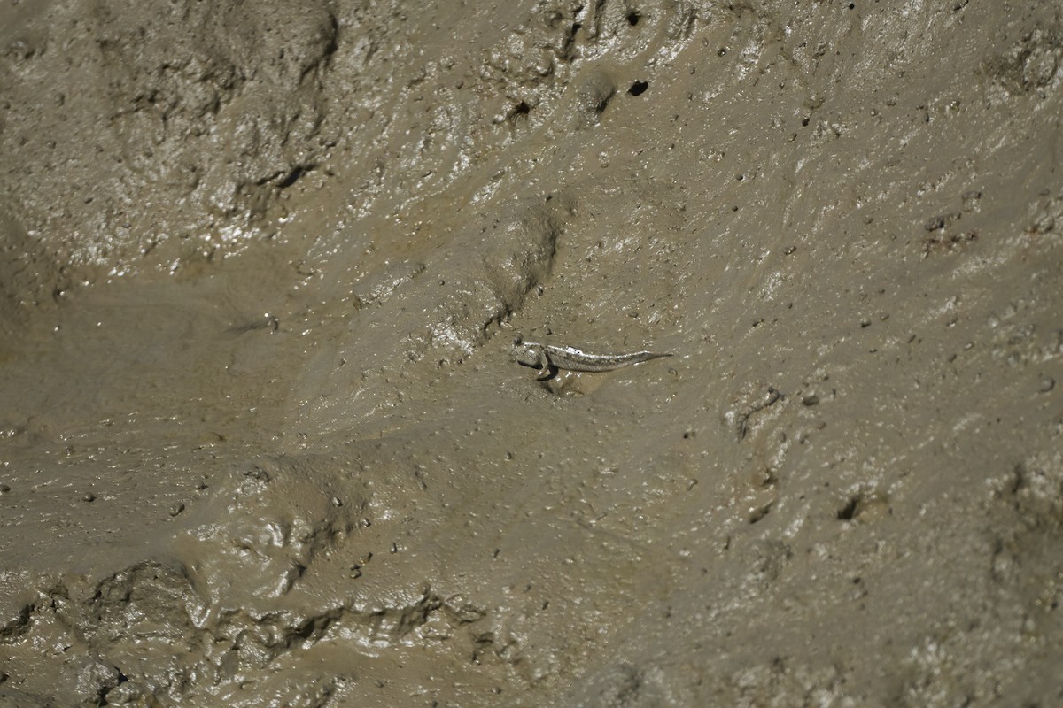 mudskippers and allies - ML647075760