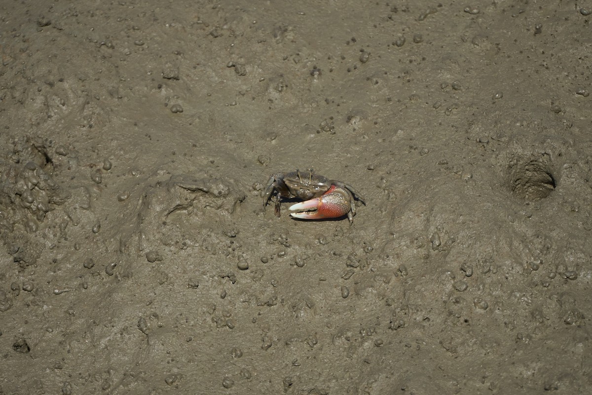 Animals - ML647075761