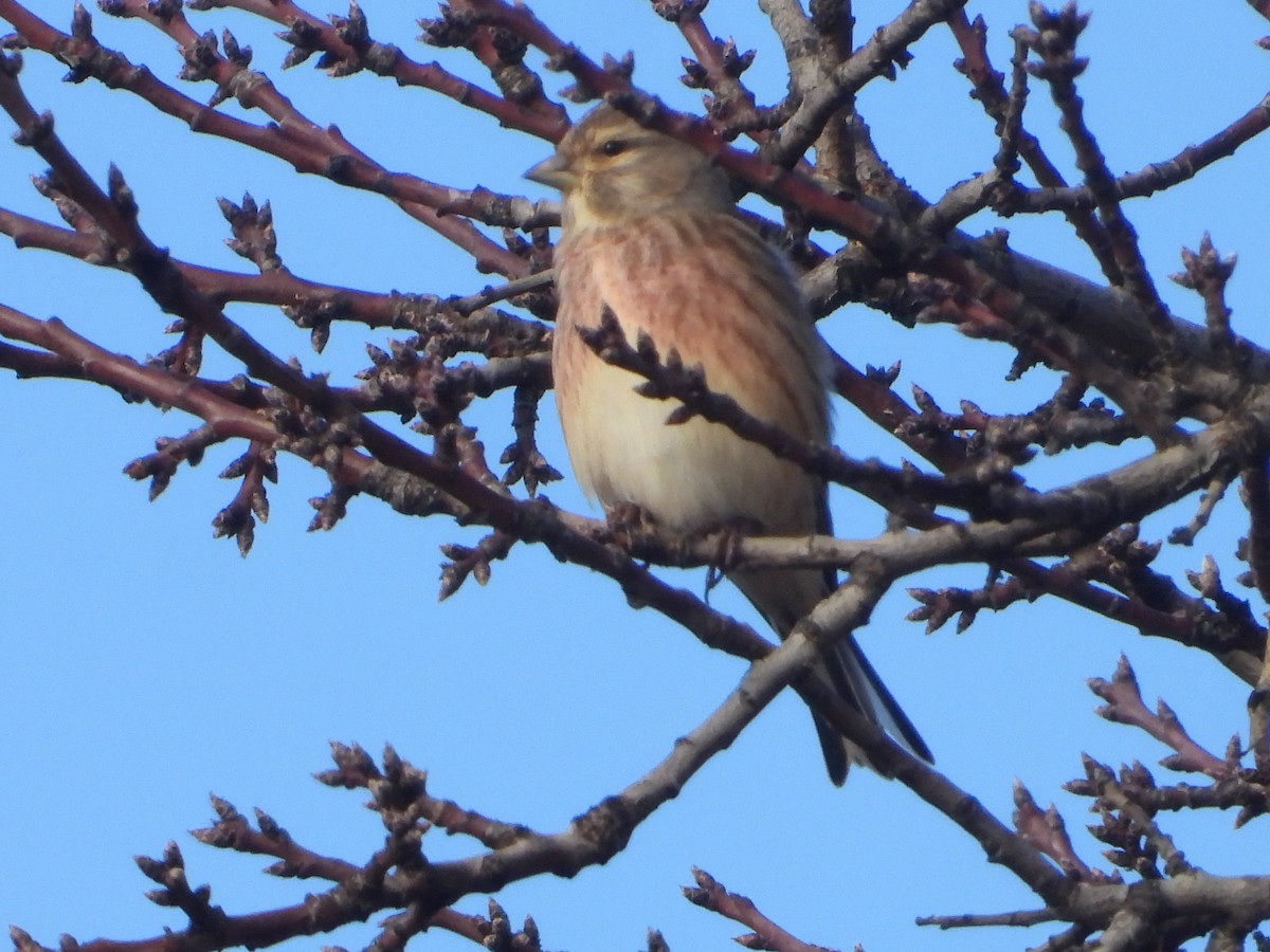 תפוחית מצויה - ML647075762