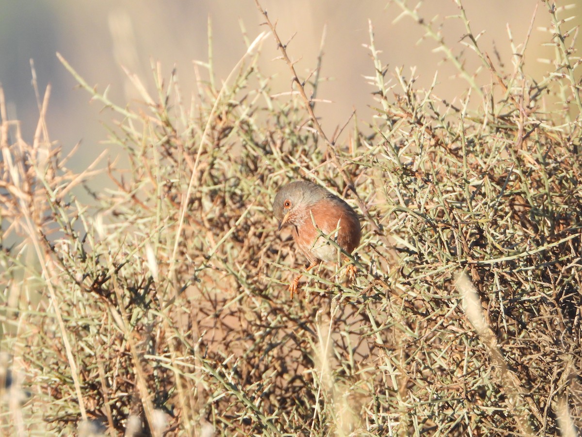סבכי גלי - ML647075763