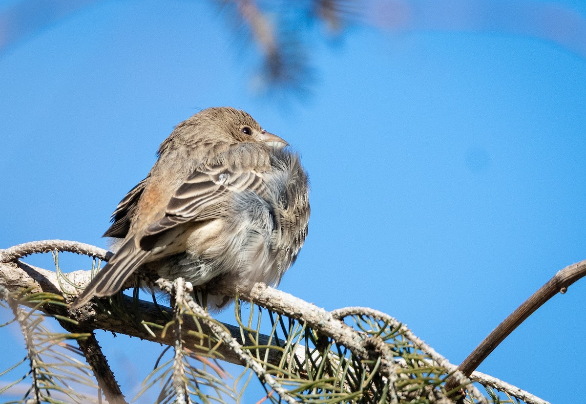 House Finch - ML647075764