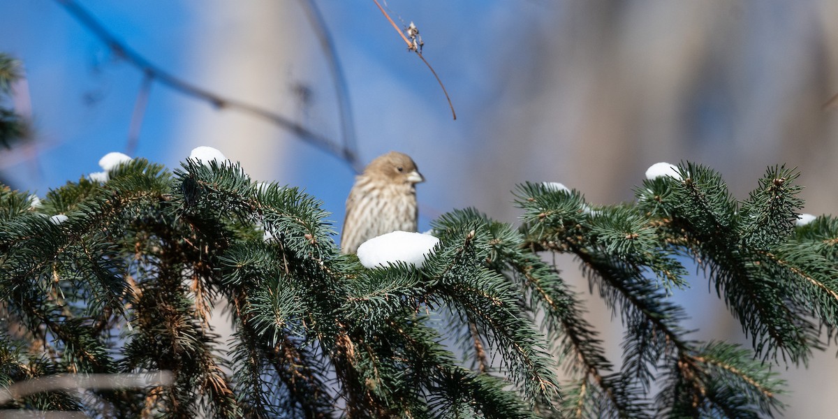House Finch - ML647075765