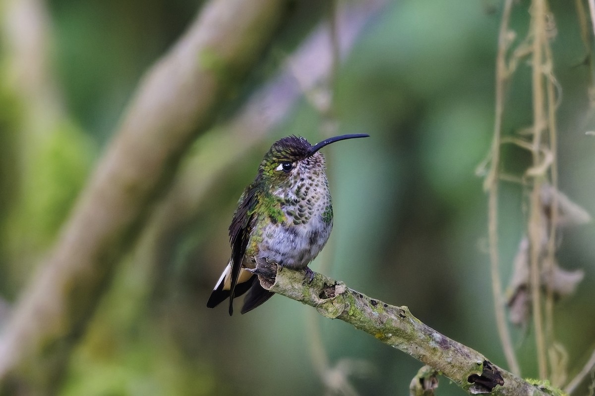 Mountain Velvetbreast - ML647075768