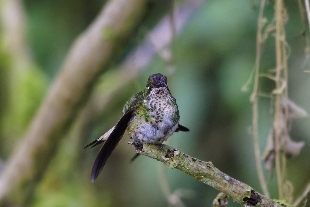 Mountain Velvetbreast - ML647075769