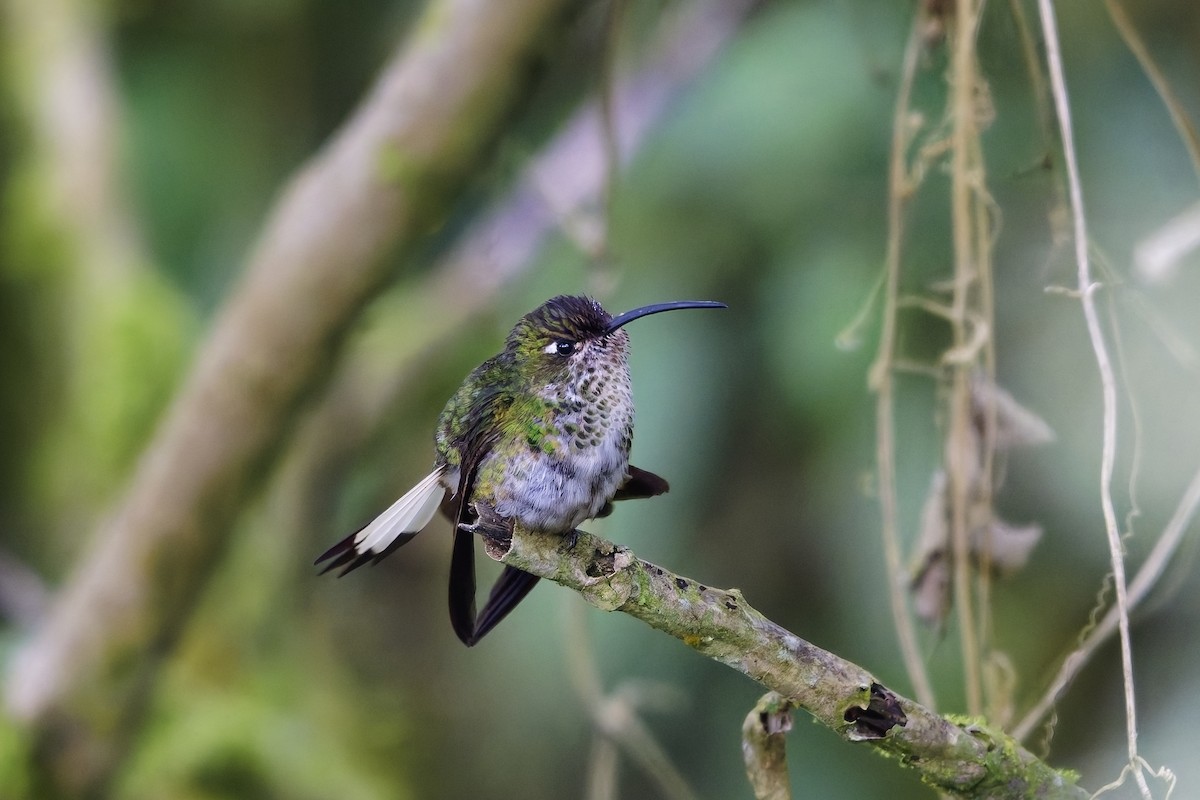 Mountain Velvetbreast - ML647075770