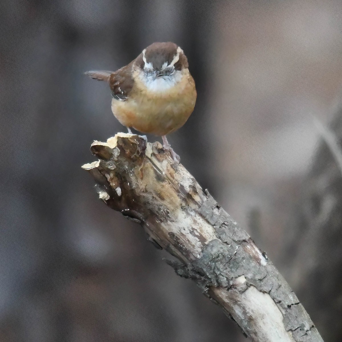 Carolina Wren - ML647075772
