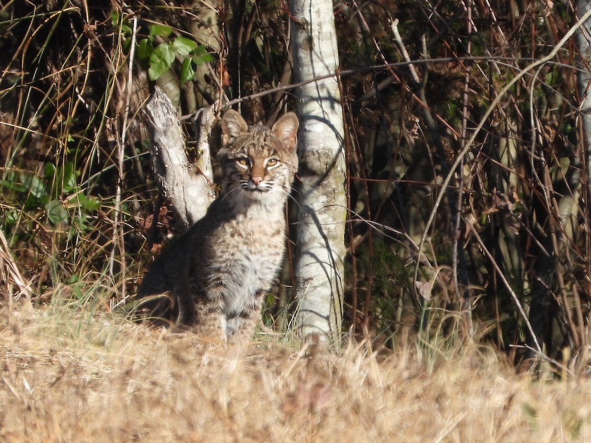 Mammals - ML647075773