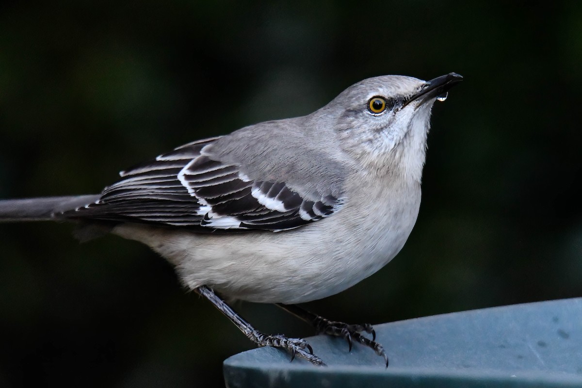 חקיינית צפונית - ML647075777